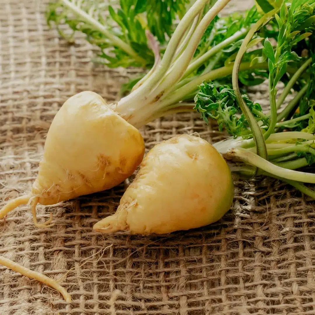 Maca root bulbs on burlap, a botanical that supports overall hormone harmony without raising estrogen.